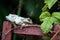 Cuban Tree Frog Osteopilus septentrionalis perches on a vine trellis