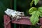 Cuban Tree Frog Osteopilus septentrionalis perches on a vine trellis