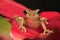 Cuban Tree Frog Perched on a Bromeliad