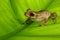 Cuban treefrog on backlit green leaf