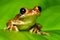 Cuban treefrog closeup on backlit leaf