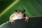 Cuban Treefrog Osteopilus septentrionalis on  green leaf. Portrait