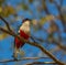 Cuban Trogon on a tree