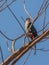 Cuban Trogon on a tree