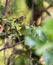 Cuban Vireo in the thicket