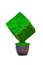 Cube shaped Design hedges cut green tree in a brown clay pot isolated on white background.