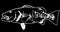 Cubera snapper fish predator on black background