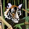 Cubist  tiger hiding in bamboo