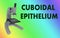 CUBOIDAL EPITHELIUM concept