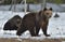 Cubs of Brown Bear (Ursus arctos) after hibernation