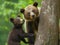 Cubs escape attempt caught by mama