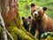 Cubs escape attempt caught by mama