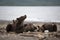 The cubs have a rest on the shore of lake