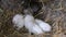 Cubs of pets. Newborn banny crawl into a soft rabbit fur nest