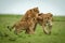 Cubs play fighting with lioness crossing savannah