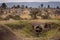 Cubs playing in pipe guarded by cheetah