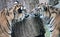 cubs Sumatran Tiger rare and endagered