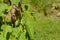 Cucamelon fruit growing on leafy green vine in sunshine