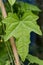 Cucamelon leaf on stake