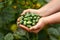 Cucamelon, Melothria scabra or mousemelon, mexican fruit freshly harvested in farmer`s hand in summer kitchen garden