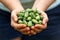 Cucamelon, Melothria scabra or mousemelon, mexican fruit freshly harvested in farmer`s hand in summer kitchen garden