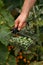 Cucamelon, Melothria scabra or mousemelon, mexican fruit freshly harvested in mesh basket in farmer`s hand in summer kitchen