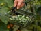 Cucamelon, Melothria scabra or mousemelon, mexican fruit freshly harvested in mesh basket in farmer`s hand in summer kitchen