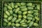 Cucamelon, Melothria scabra or mousemelon, mexican fruit freshly harvested in mesh basket in summer kitchen garden