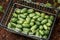 Cucamelon, Melothria scabra or mousemelon, mexican fruit freshly harvested in mesh basket in summer kitchen garden