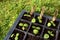 Cucamelon seedlings developing true leaves