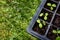 Cucamelon seedlings growing in a seed tray