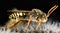 Cuckoo Bee, Nomada, Bee