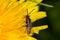 Cuckoo Bee (Nomada ferruginata)