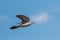 cuckoo with a beetle in its beak flies