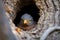 a cuckoo bird emerging from a hole in a tree