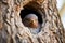 a cuckoo bird emerging from a hole in a tree