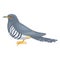 Cuckoo bird illustration isolated on white background