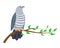 Cuckoo bird sitting on tree branch isolated