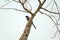 Cuckoo  Bird on Tree-Koyal Bird