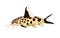 Cuckoo catfish Synodontis multipunctatus freshwater aquarium fish