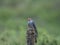 Cuckoo eaten grubs in the forest of the Scottish highlands