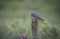 Cuckoo eaten grubs in the forest of the Scottish highlands