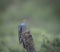 Cuckoo eaten grubs in the forest of the Scottish highlands