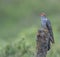 Cuckoo eaten grubs in the forest of the Scottish highlands