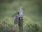 Cuckoo eaten grubs in the forest of the Scottish highlands