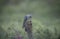 Cuckoo eaten grubs in the forest of the Scottish highlands