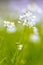 Cuckoo flower with blurred Background