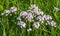 Cuckoo Flower, Cardamine pratensis