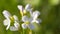 Cuckoo-flower macro