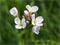 Cuckoo Flowers - Cardamine Pratensis